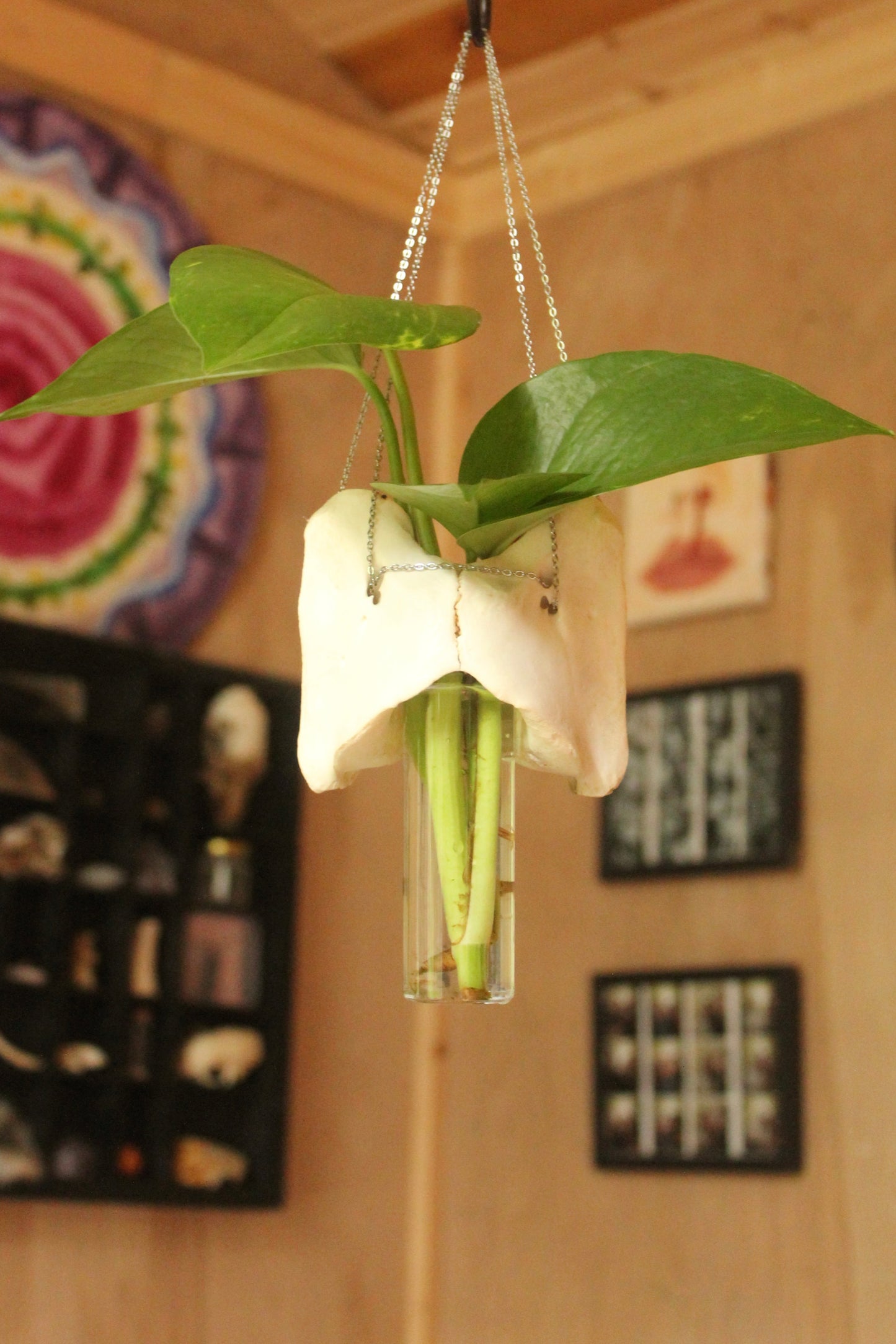 Deer Atlas Hanging Propagation Station