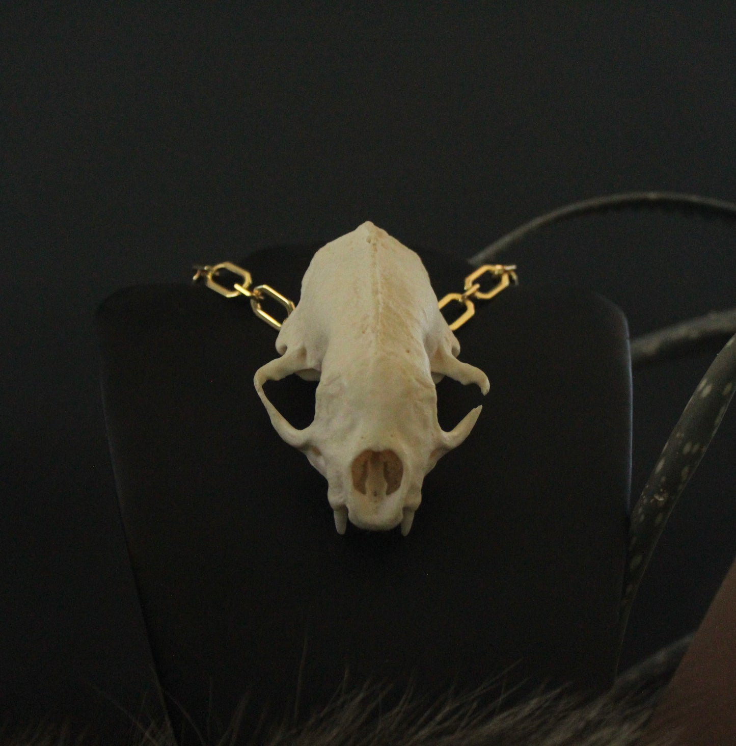 GF Skunk Skull Necklace / Cuff