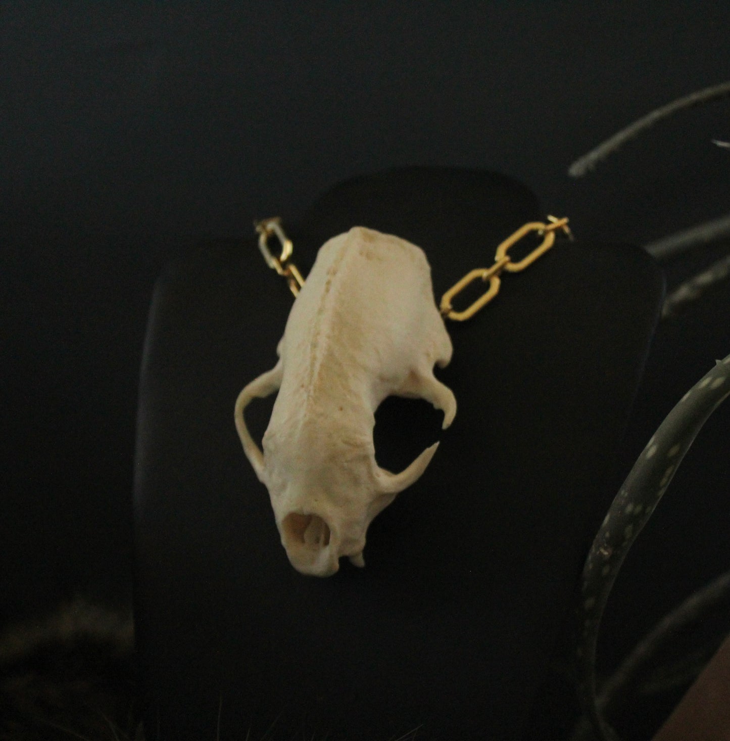 GF Skunk Skull Necklace / Cuff