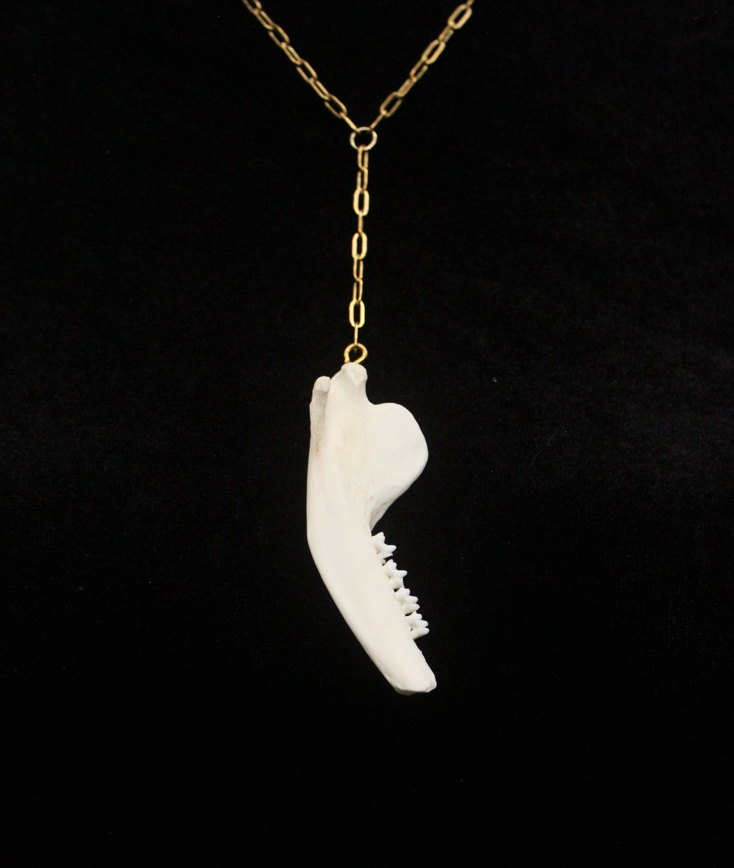 Possum Jaw Lariat Necklace