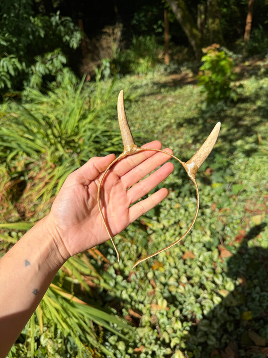 Elk Antler Horns