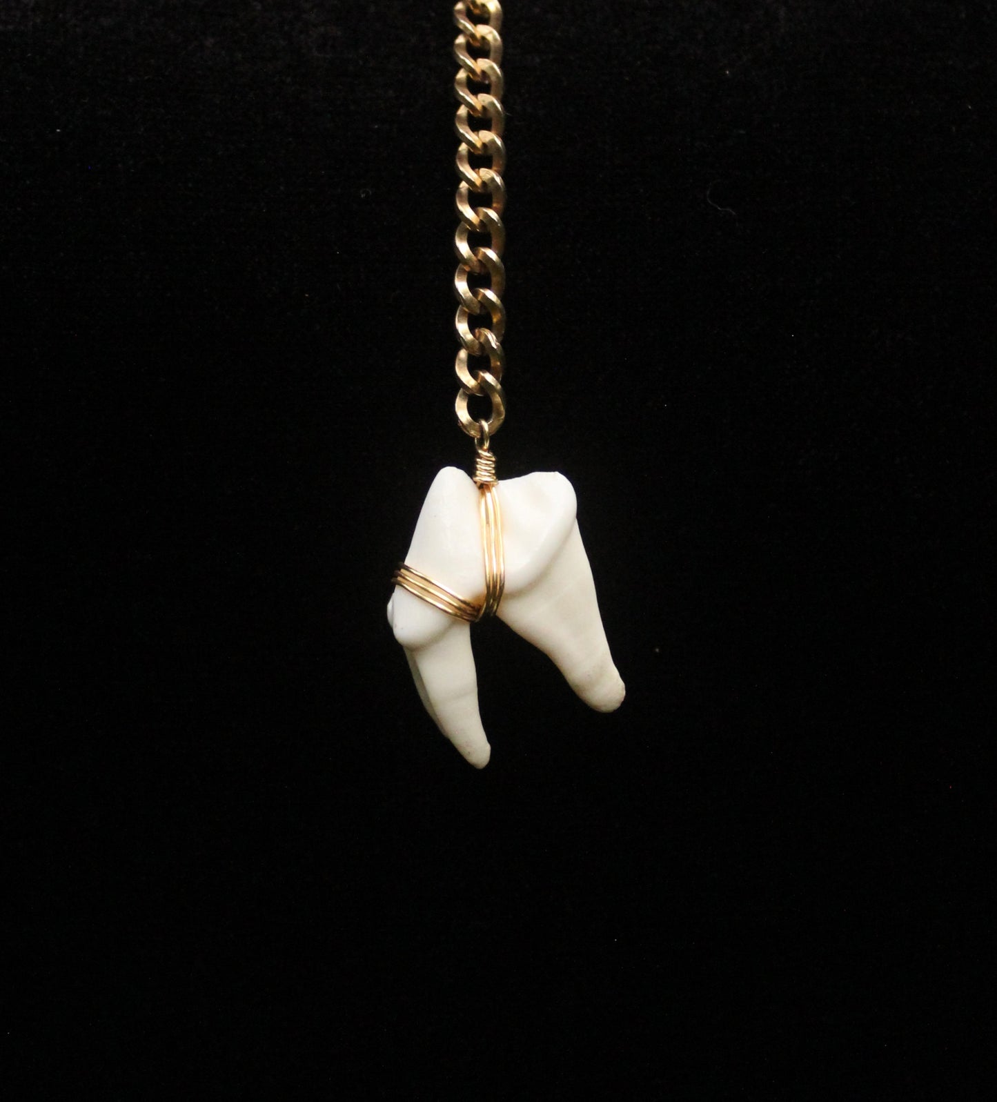 Coyote Molar Drop Necklace