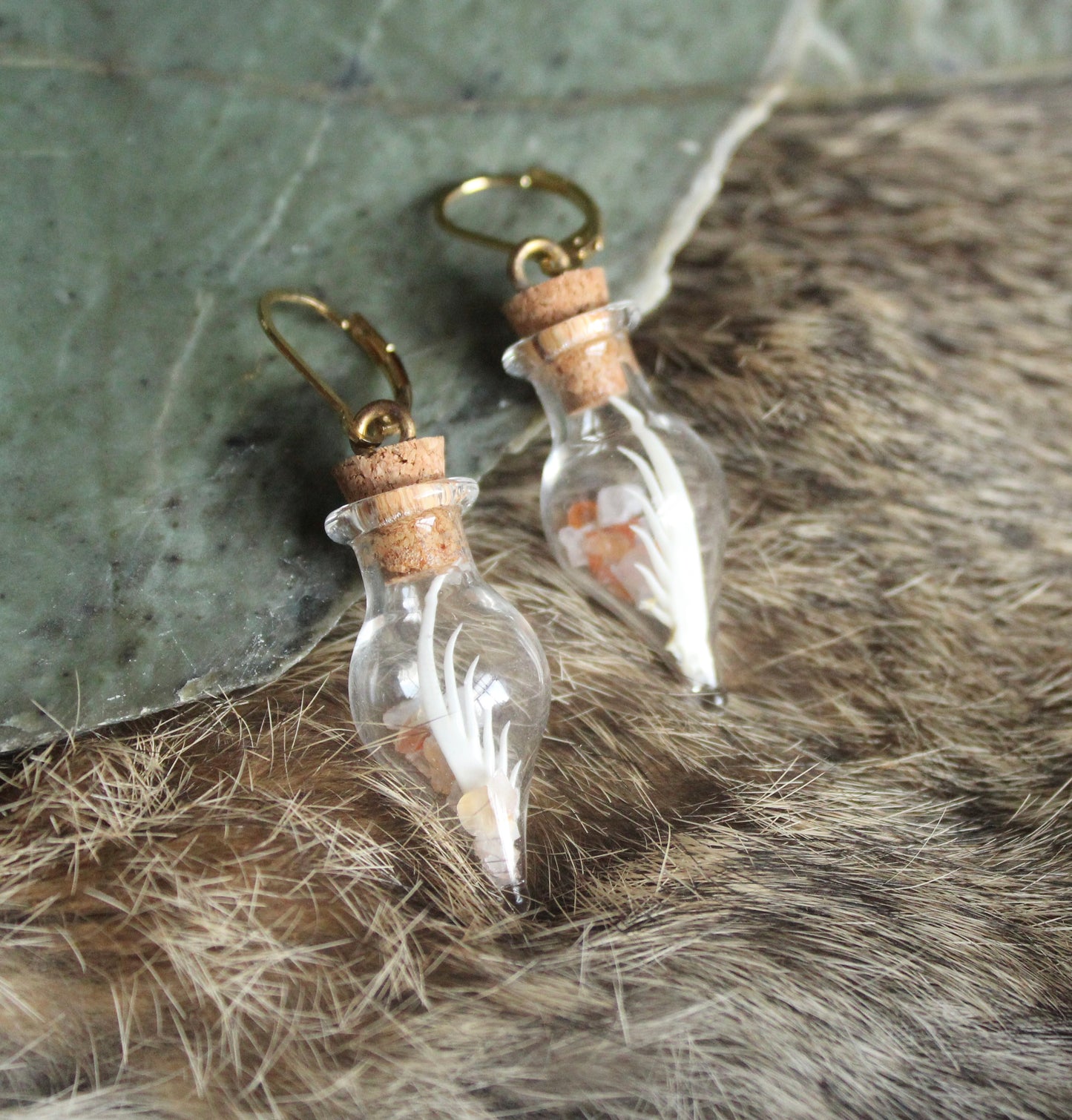 Mantis Shrimp “Terrarium” Earrings GP