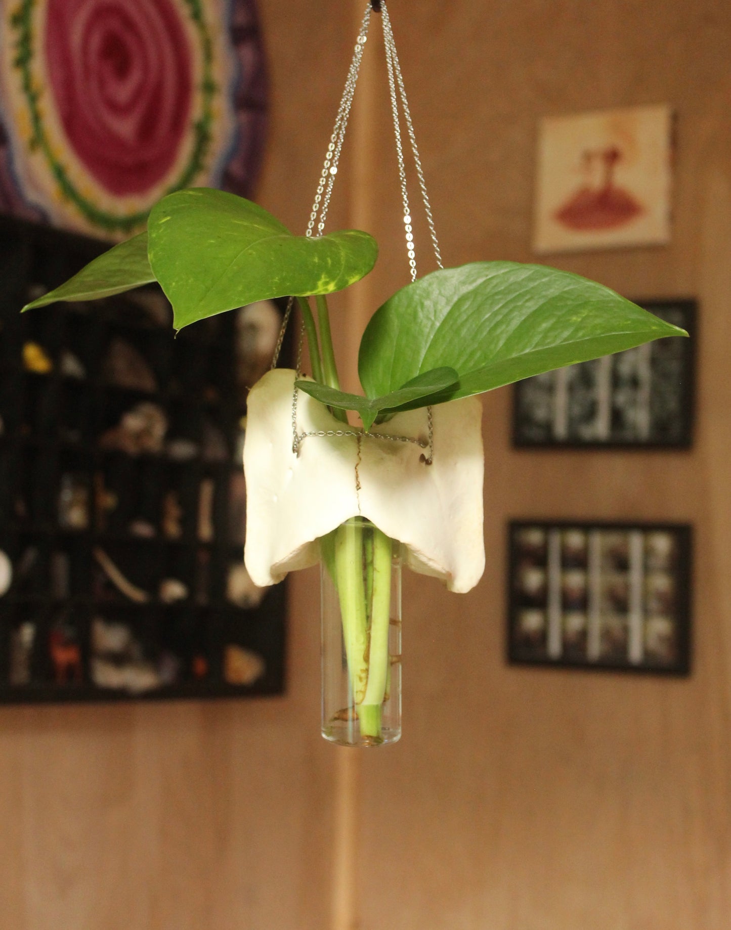 Deer Atlas Hanging Propagation Station